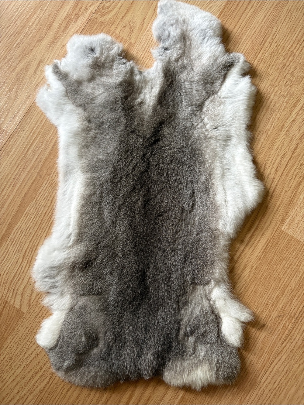 B0216 Rex rabbit hide craft decor